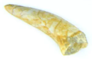 Enchodus Fisch Zahn fossil Dinosaurier Alter 7,37 Gramm - Bild 1 von 3