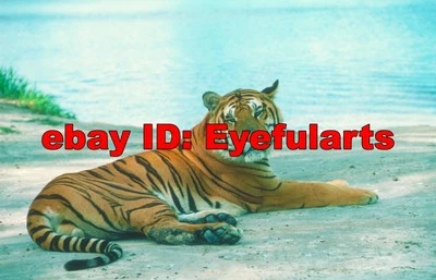 Tigers Corel Royalty-Free Stock Photo CD-ROM Disk & USB - Image 1 of 4