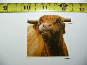 SCOTTISH HIGHLAND CATTLE LICKING DECAL STICKER RANCH SCOTLAND LAPTOP FUNNY COW - Picture 1 of 1