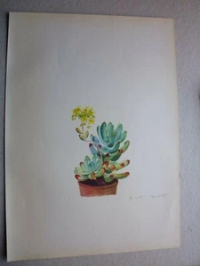 Botanique:Gravure Crassulacée: SEDUM PACHYPHYLLUM  par ARLETTE DAVIDS - Picture 1 of 2