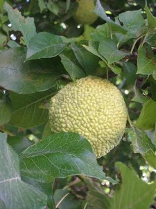 SAMEN winterhart Garten Saatgut Samen ganzjährig Pflanzen exotisch MILCHORANGE - Bild 1 von 1