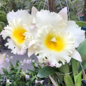 Maceta Cattleya Orquídea Siam Blanca La Mejor Planta Rlc Tamaño 3-4 Pulgadas - Imagen 1 de 5