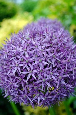 Лук hollandicum фиолетовый сенсация декоративный лук цветы фотография фотография - Изображение 1 из 4