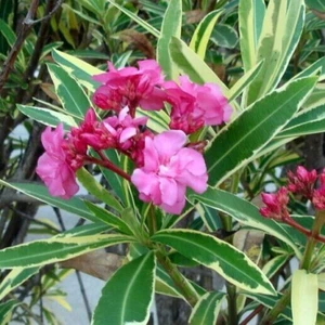 50-SEMILLAS DE ADELFA NERIUM "OLEANDER ABIGARRADA" - Imagen 1 de 1