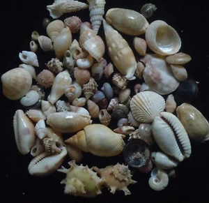 100 piezas Caracoles Surtidos Filipinas MUCHOS RAROS/POCO COMUNES 6-45 mm - Imagen 1 de 4