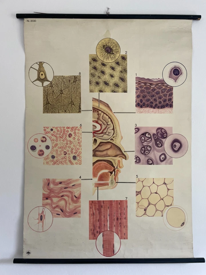 Original vintage médico desmontable escuela tabla de tejidos, piel, sentido del olfato Foto 1 de 1