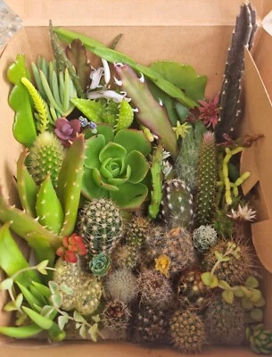 Cacti Cuttings Cactus Mix Summer Succulent Collectors Echinopsis Euphorbia Pack  - image 1 of 4