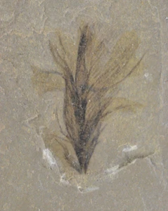 Feather Fossil, Green River Formation, Bonanza, Utah - Picture 1 of 4
