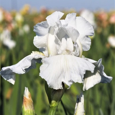 Easy to Grow Bearded Iris Immortality Plant Bulbs, Flowers in Spring and Fall - Image 1 of 4
