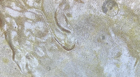 2010 P DDO/DDR  RD Lincoln Cent Cover