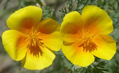 500 Samen Kalifornischer Mohn Gelb Eschscholzia californica Goldmohn Mohnsamen - Bild 1 von 3