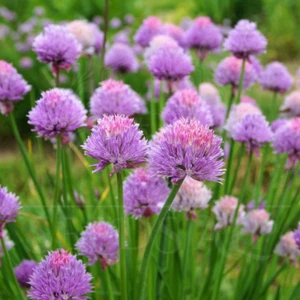 50.000 Samen SCHNITTLAUCH - Allium schoenoprasum - Graslauch Binsenlauch CHIVES - Imagen 1 de 4