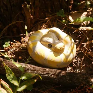 【En Stock】 Animal Cuerpo Celestial Plátano Pastel Bola Pitón Regius Serpiente Estatua - Imagen 1 de 8