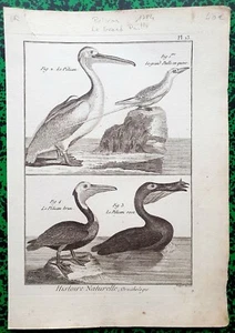 XVIII è- Rare Gravure Originale 1784 - Différents Pélicans & Grand Paille Pl 13 - Picture 1 of 1