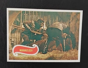 Planet of The Apes Film USA 1967 #31 Manacled! Card - Picture 1 of 2