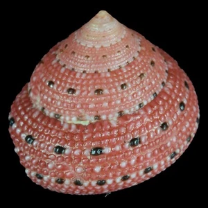 CLANCULUS PUNICEUS (South of Mozambique) 18.0mm #47378 - Picture 1 of 4
