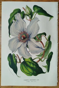 Clematis from China + Van Houtte Flore de Serres Original Print + 1853 - Picture 1 of 1