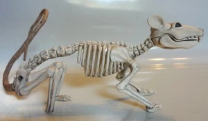 10 Zoll langes Kunststoff Ratte Skelett beweglicher Kopf krabbelnd Halloween Knochen - Bild 1 von 6