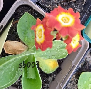 Primula X Aurikula Primula X Pupescens Alpenaurikel Aurikel Primel - Bild 1 von 1