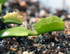 PIANTA CARNIVORA Dionaea Muscipula Wacky Traps RARISSIMA (NO SEMI)