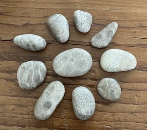 10 Small Polished Petoskey & Favosite Stones Lot Michigan Fossils - Picture 1 of 6