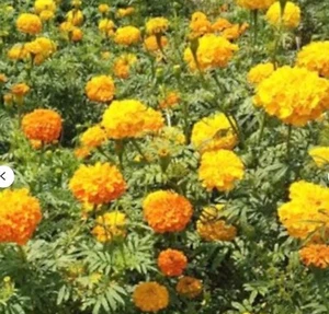 Giant 4' African Marigold Orange Yellow Crackerjack Mix 50 FRESH 2022 SEEDS - Picture 1 of 5