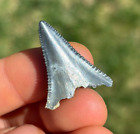 SHARP! 1.19" GREAT WHITE Shark Tooth Teeth Fossil Sharks necklace jaws jaw Meg
