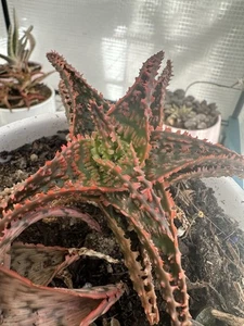 Aloe Hybrid TCT Plant - Picture 1 of 1