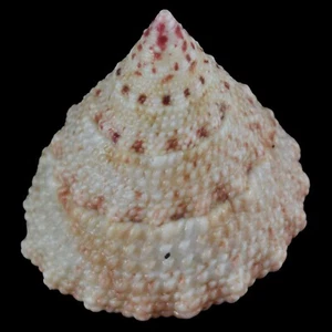 TROCHUS MACULATUS Rosa (Isla Nocnocan, Filipinas) 20,5mm #34339 - Imagen 1 de 4