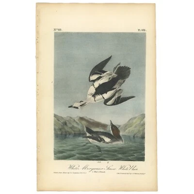 Audubon Birds Octavo 1st Ed 1840 h/c lithograph Pl 414 White Merganser - Image 1 of 2