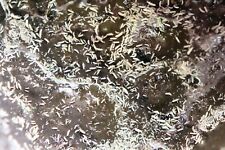 *NEW* 3000+ Live Tropical Springtails CLAY Culture for Bioactive Terrariums 