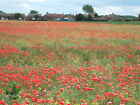 Photo 12x8 A field of poppies or is it rape seed? On the outskirts of East c2011