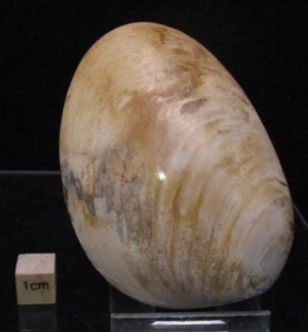 * Gorgeous Polished Jurassic Fossil Bivalve Mollusk 160 grams - Picture 1 of 5
