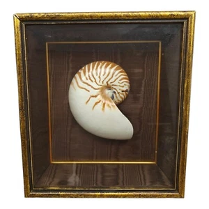 Framed Mounted Nautilus Shell READ!! - Picture 1 of 8