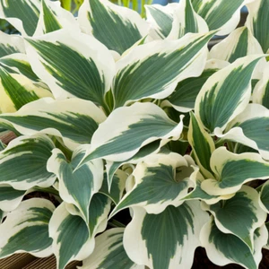 Hosta Wide Brim Plantain Lily Hardy Outdoor Perennial Garden Plants in Plant Pot - Picture 1 of 12