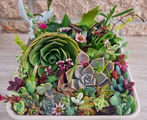 SUCCULENTS Cuttings Echeveria Sedum Senecio Collectors Colour Pack Autumn Pack - Picture 1 of 7