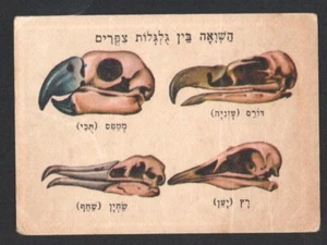 Bird skull card From Israeli Animals Cards Set, By Tamar 1960's judica - Picture 1 of 2