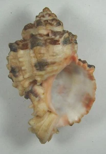 MUREX ROSARIUM 71.74mm BEAUTIFUL SPECIMEN off Luanda, Angola - Picture 1 of 2