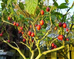 Cyphomandra betacea, Solanum betaceum, Tamarillo Baum Tomatenfrucht - 20 Samen - Bild 1 von 6