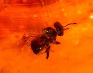 EXTINCT Bee with Carpenter Ant Large Moth 10 Flies in Dominican Amber Fossil - Picture 1 of 16