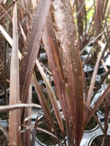 2 x Phormium Bronze Baby in 9cm Pot New Zealand Flax - Picture 1 of 2