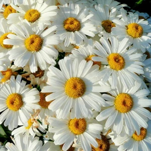 Shasta Daisy Seeds | Heirloom / Non-GMO | Free Shipping | Flower Seeds | 1178 - Picture 1 of 2