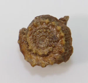 Schnecke, Asterohelix bidentata, Jura, Bajoc, Sengenthal, Oberpfalz, D-L45 - Bild 1 von 6