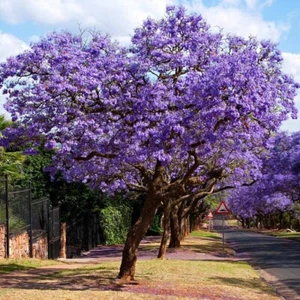 Jacaranda mimosifolia, Blue Jacaranda, Black poui, Nupur - 25 Sementes - Picture 1 of 3