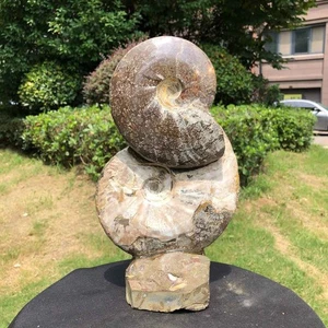 Hermosa caracola fósil de amonita natural de 5,65 lb muestra de cristal cura 1424 - Imagen 1 de 16
