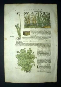 Gravure estampe original plante LE JONC D'EAU, L'HÉPATIQUE, BOURSE A PASTEUR - Imagen 1 de 6