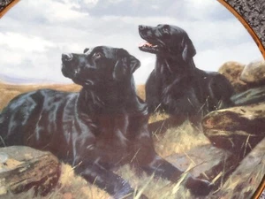 Lovely Royal Doulton Franklin Mint Labrador Collectors Plate READY TO GO - Picture 1 of 4