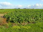 Photo 6X4 Beet Land Surfleet Seas End Could Be For Sugar Or Forage.With C2008