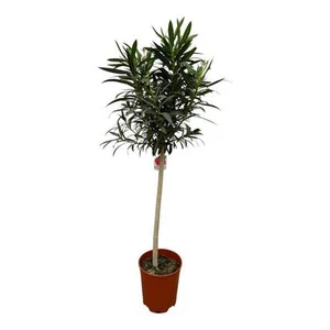 Nerium Oleander auf Stiel mit rosa Blüte - Rosenlorbeer - ↕190 cm - Ø31cm - Bild 1 von 1