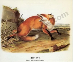 1968 John James & John Woodhouse Audubon RED FOX Desmarest Buch Seite Kunst (1459) - Bild 1 von 1